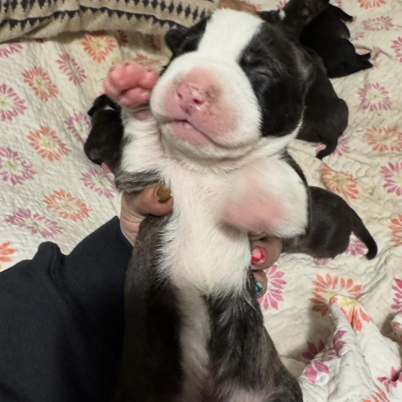 Enlarge BRUNCH BUNCH , a ADOPTABLE mixed breed in houston, TX image 3/6