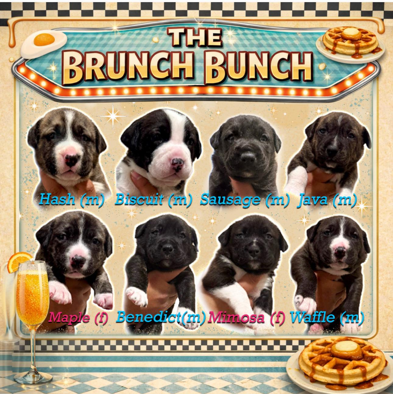 BRUNCH BUNCH , ADOPTABLE, Puppy Male Black Mouth Cur.