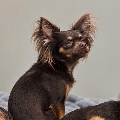 Enlarge Cricket, a Adopted Chihuahua in Port Angeles, WA image 1/4