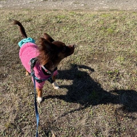 Enlarge Cricket, a Adopted Chihuahua in Port Angeles, WA image 3/4