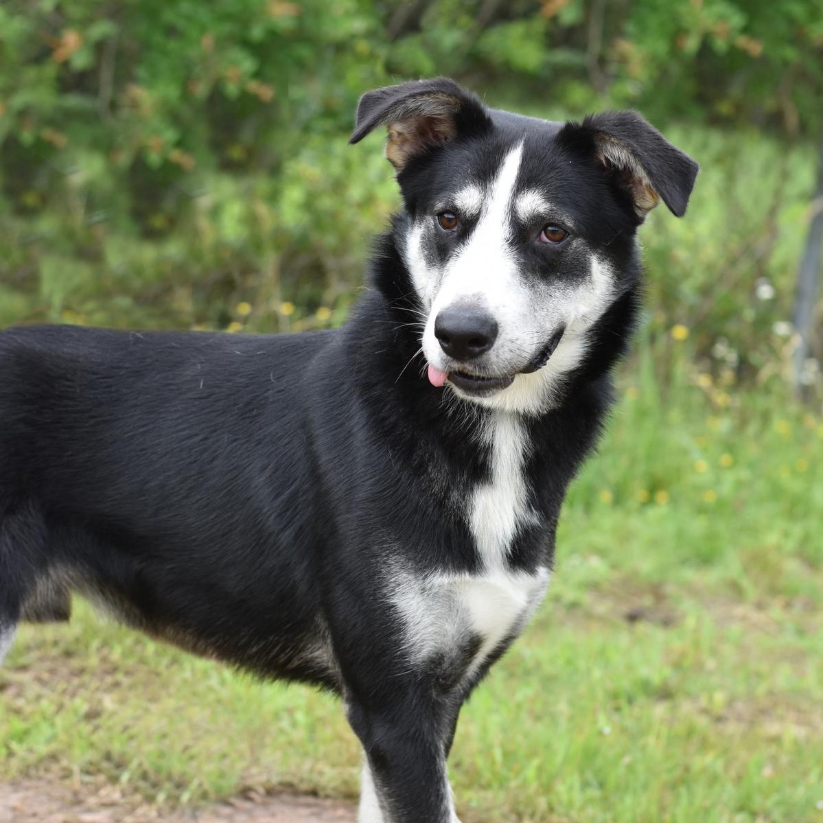 Alex, a Adoptable mixed breed in Rochester, NY image 6/6