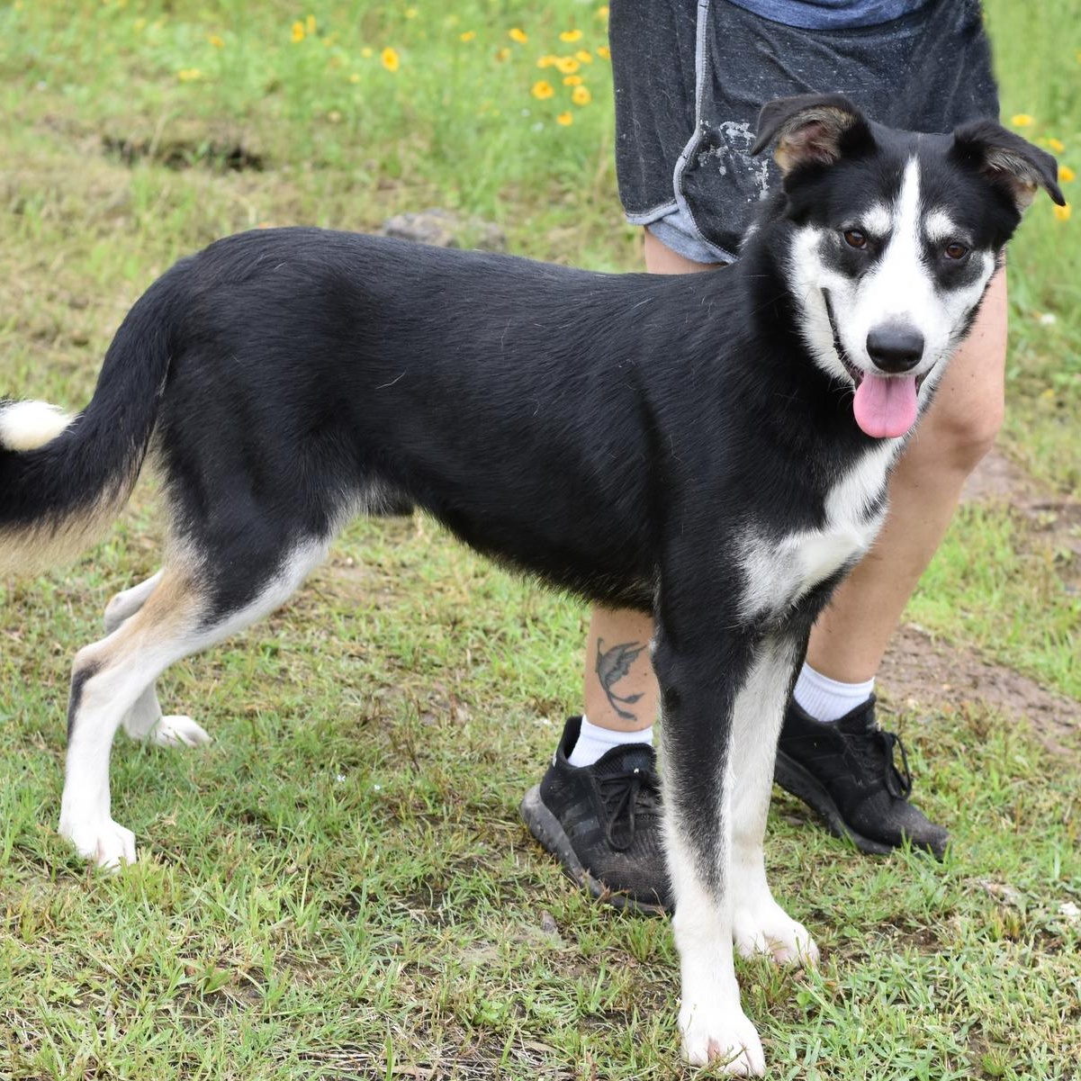 Alex, a Adoptable mixed breed in Rochester, NY image 2/6