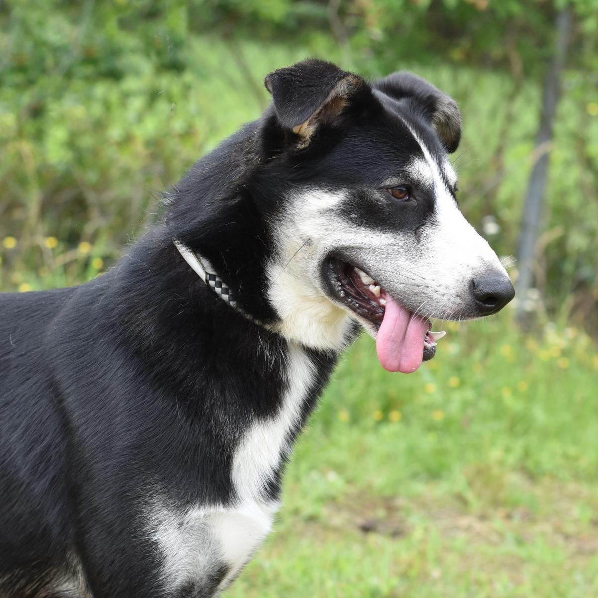 Alex, a Adoptable mixed breed in Rochester, NY image 4/6