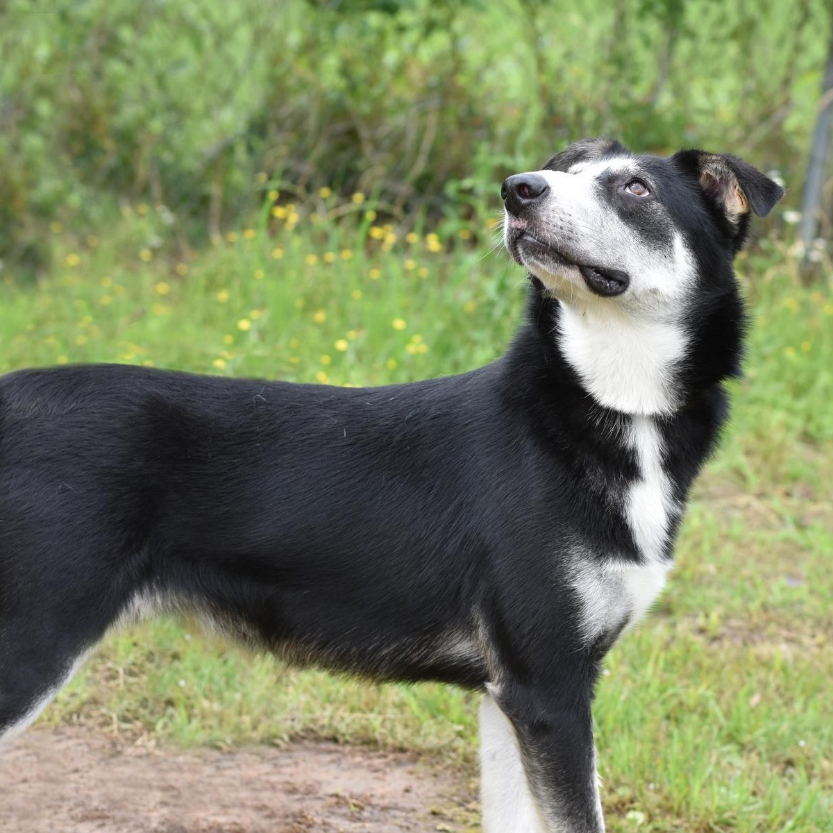 Alex, a Adoptable mixed breed in Rochester, NY image 5/6