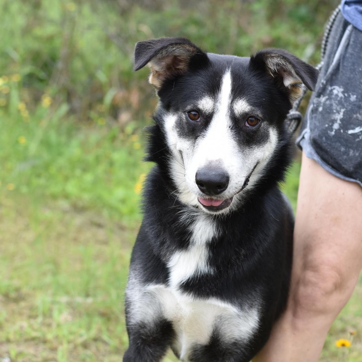 Alex, a Adoptable mixed breed in Rochester, NY image 1/6