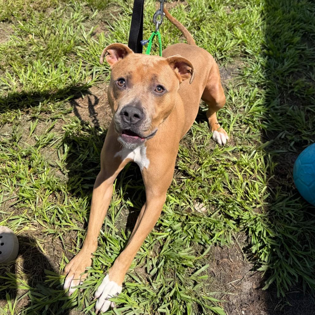 Thanos, Adoptable, Adult Male Terrier & Terrier.