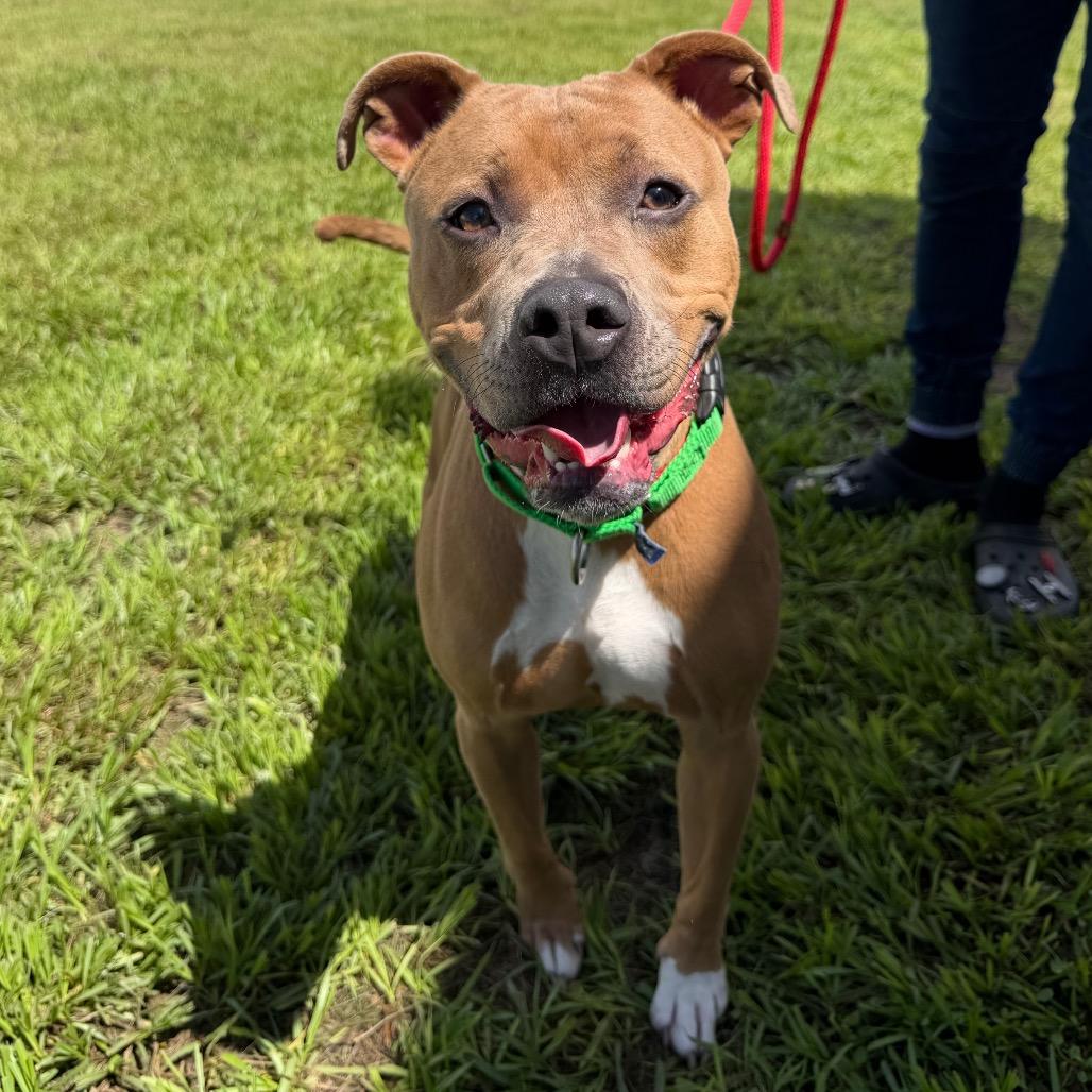 Thanos, a Adoptable mixed breed in Clearwater, FL image 2/4