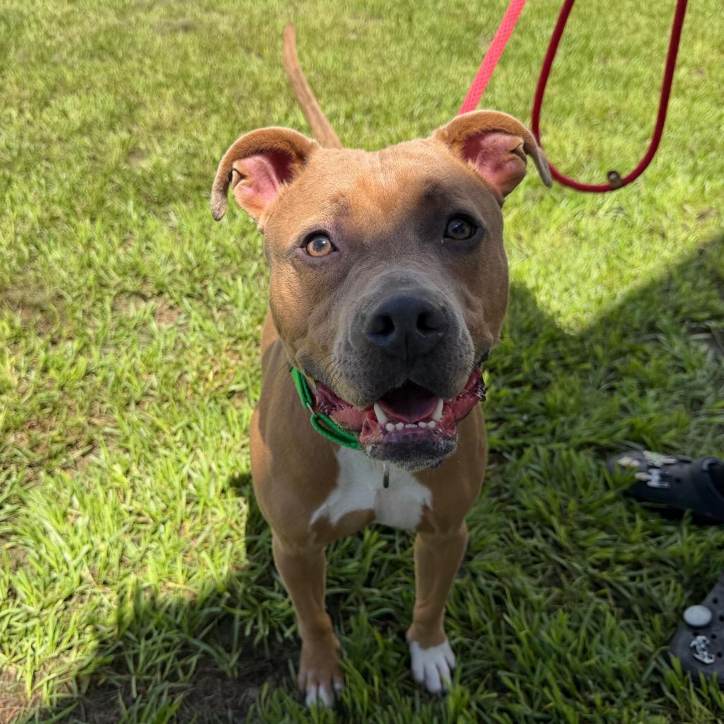 Thanos, a Adoptable mixed breed in Clearwater, FL image 3/4