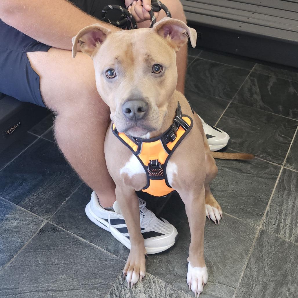 Thanos, a Adoptable mixed breed in Clearwater, FL image 4/4