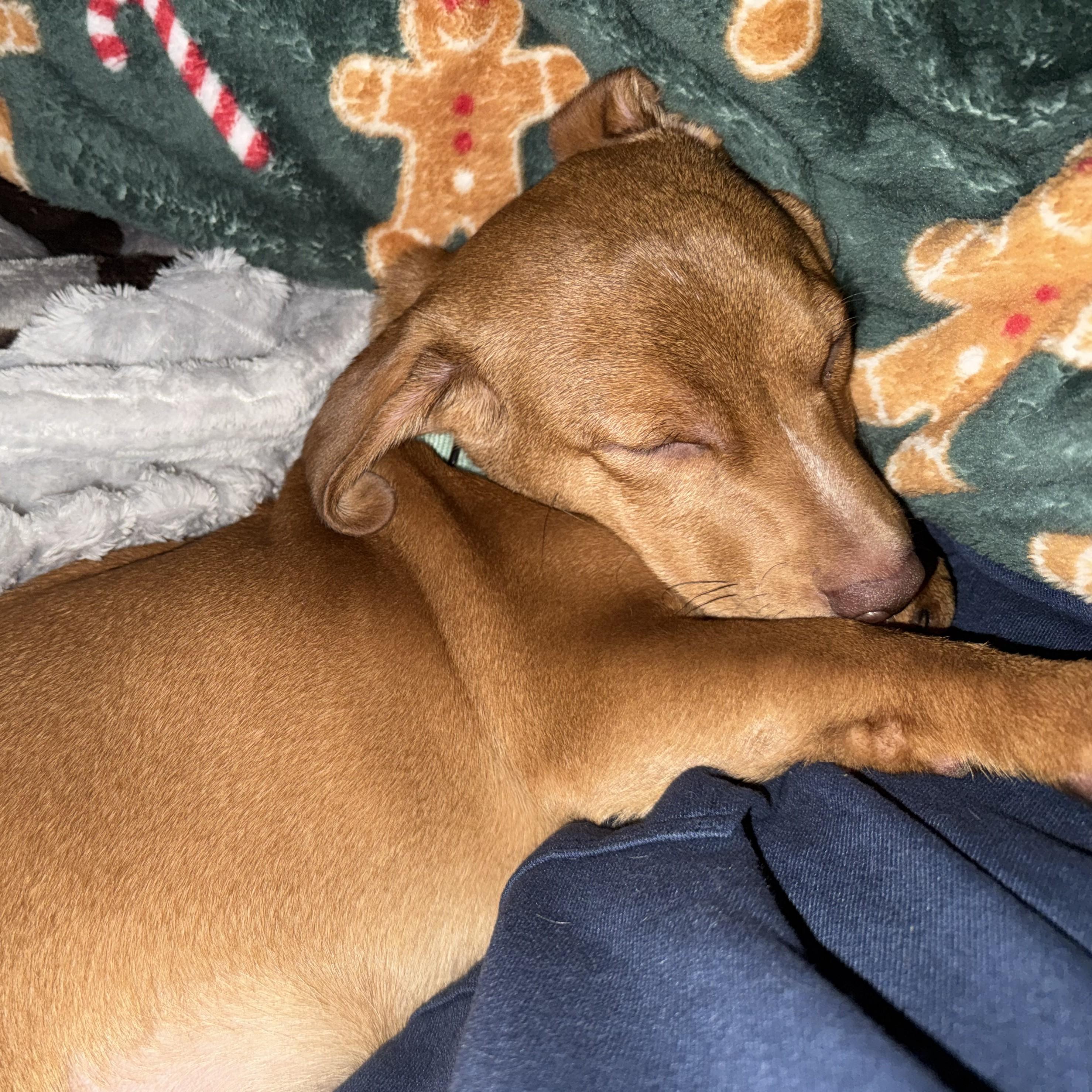 Enlarge Hamlet, a Adoptable mixed breed in Albany, NY image 2/6