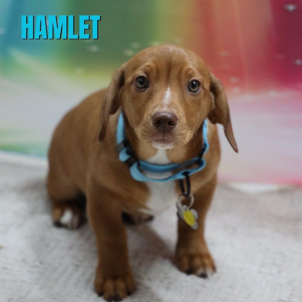 Hamlet, Adoptable, Puppy Male Hound.