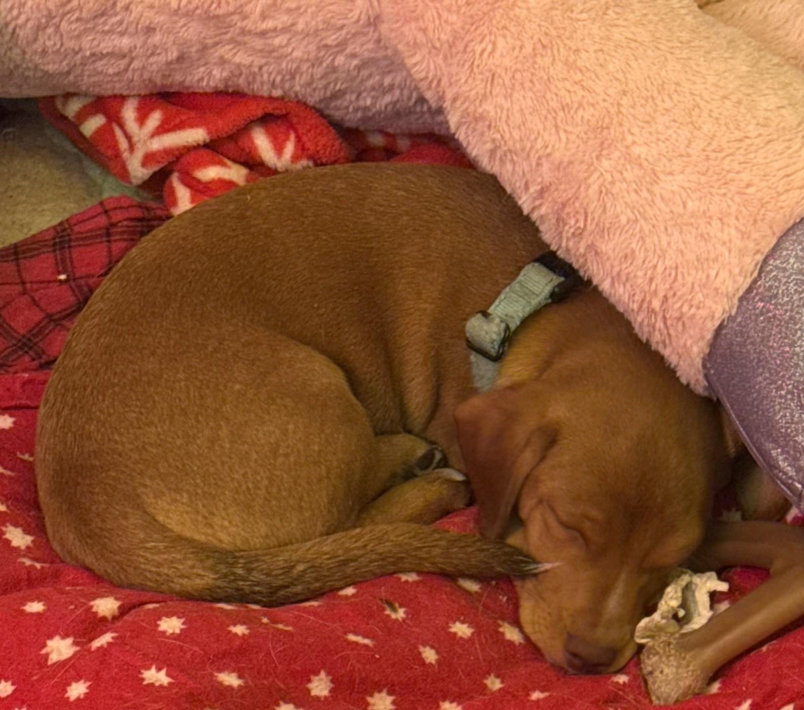 Enlarge Hamlet, a Adoptable mixed breed in Albany, NY image 4/6