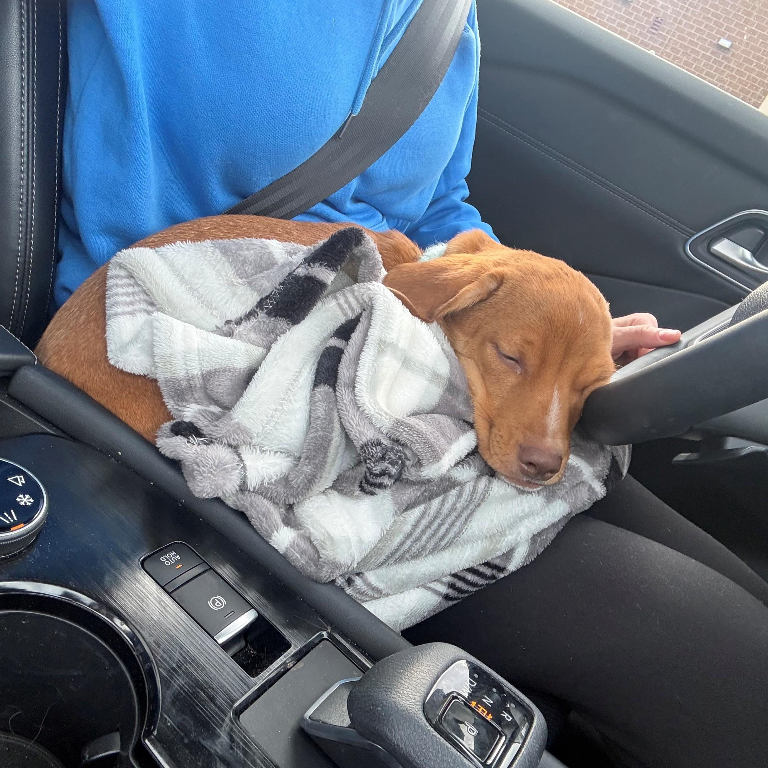 Enlarge Hamlet, a Adoptable mixed breed in Albany, NY image 3/6