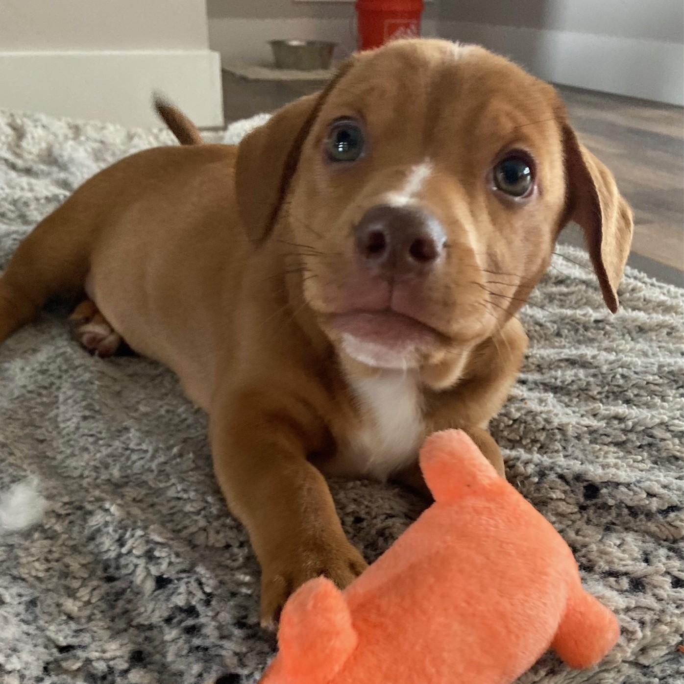 Enlarge Hamlet, a Adoptable mixed breed in Albany, NY image 6/6