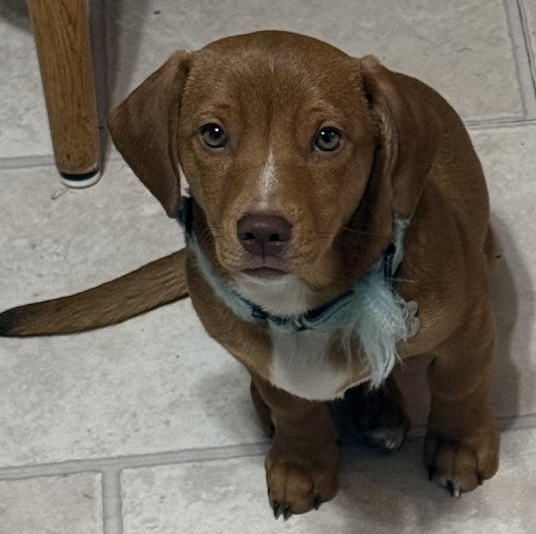 Enlarge Hamlet, a Adoptable mixed breed in Albany, NY image 1/6