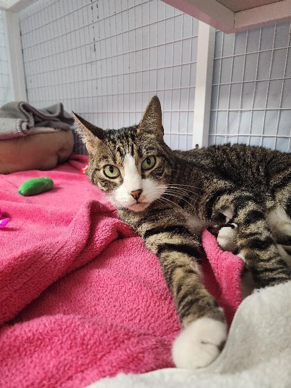 Wobbles, Adoptable, Senior Male Domestic Short Hair.