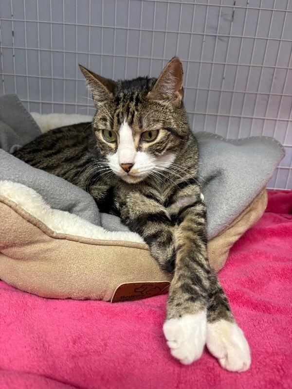 Enlarge Wobbles, a Adoptable Domestic Short Hair in Diamond Springs, CA image 2/3