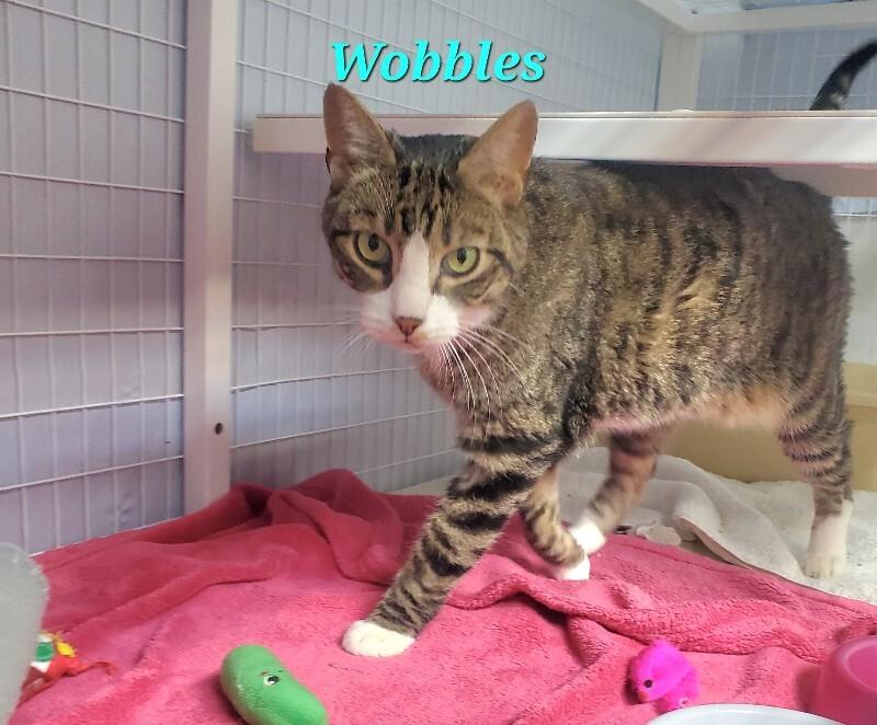 Enlarge Wobbles, a Adoptable Domestic Short Hair in Diamond Springs, CA image 3/3