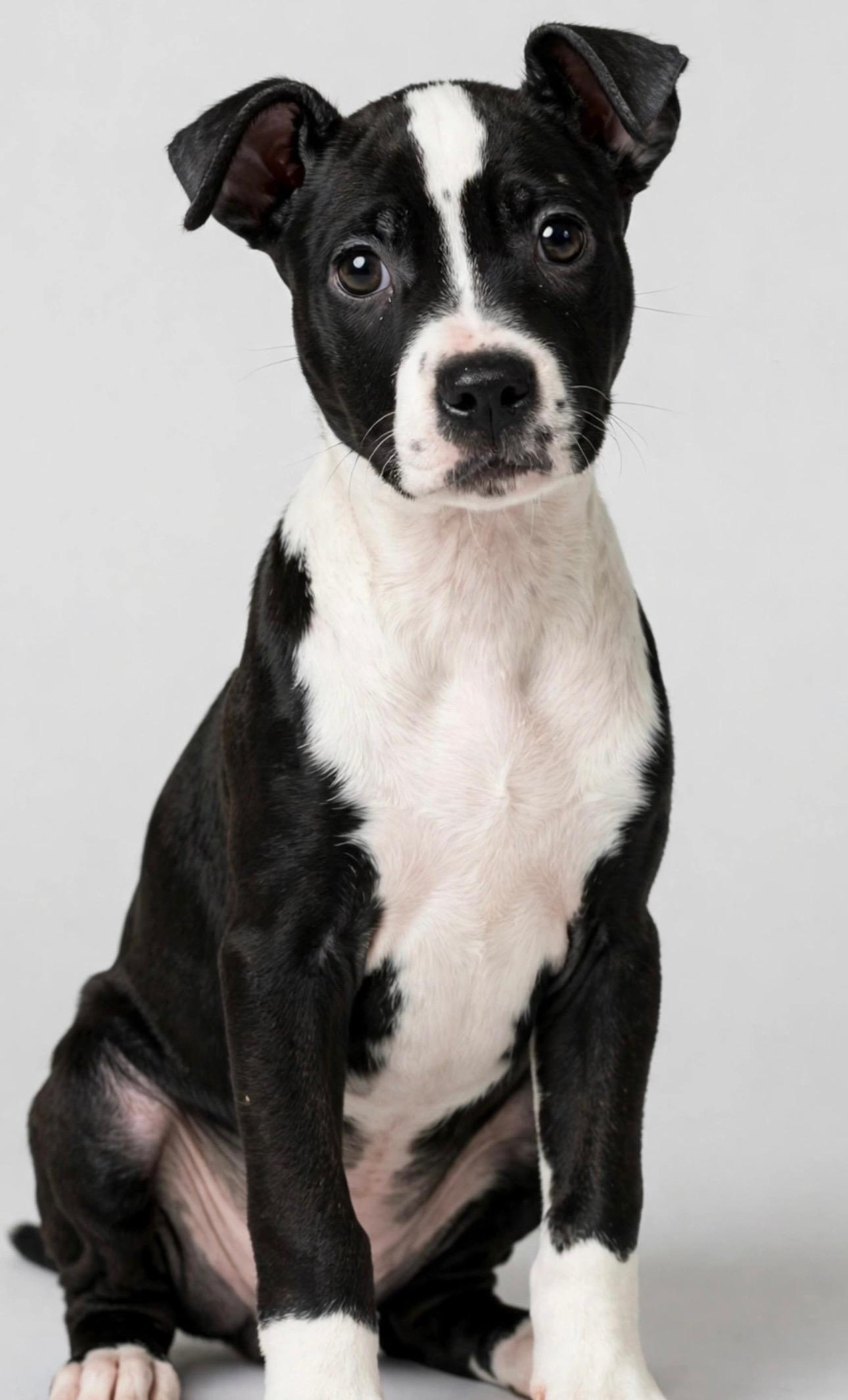 OPAL, Adoptable, Puppy Female American Staffordshire Terrier.