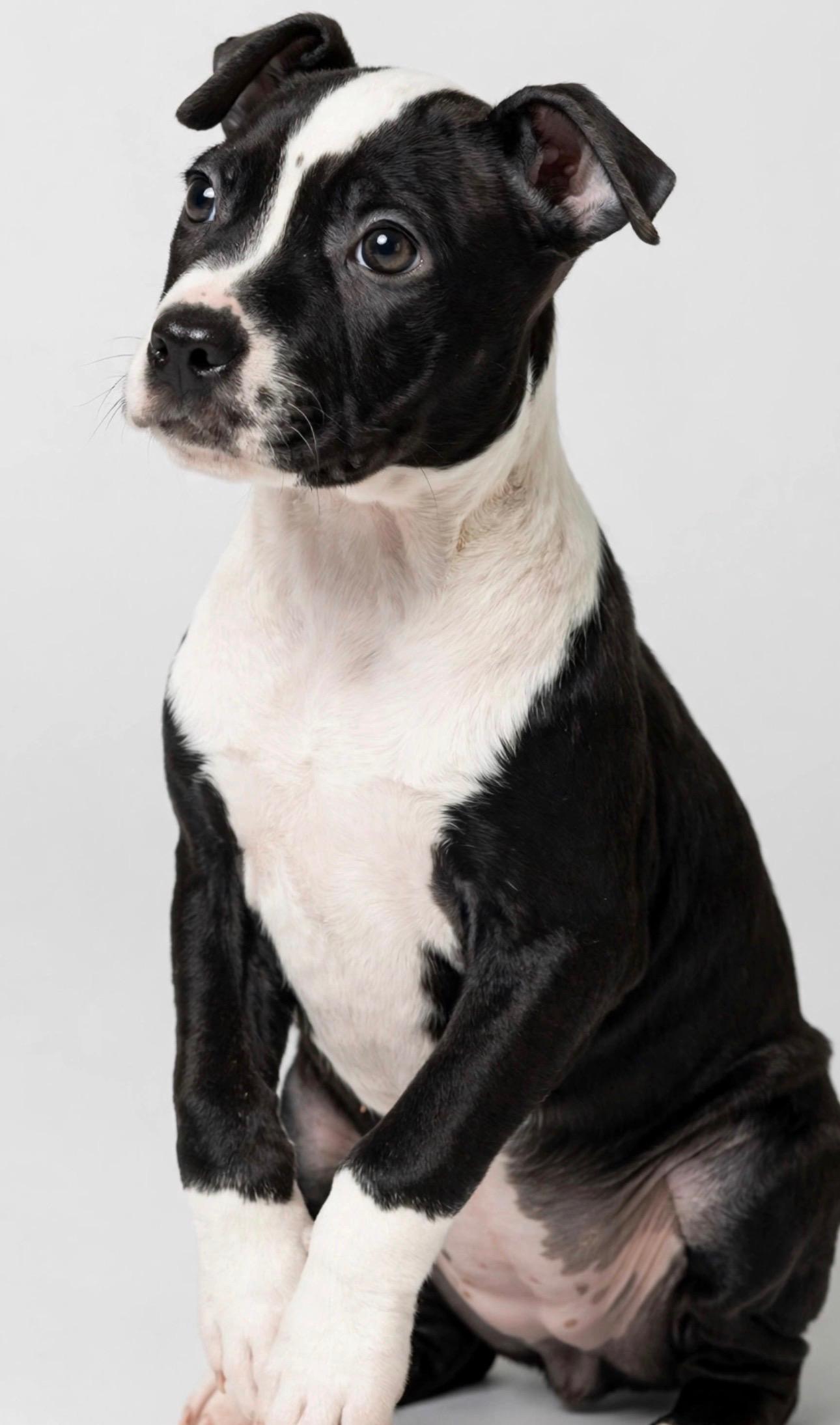 Enlarge OPAL, a Adoptable mixed breed in Horseheads, NY image 2/6