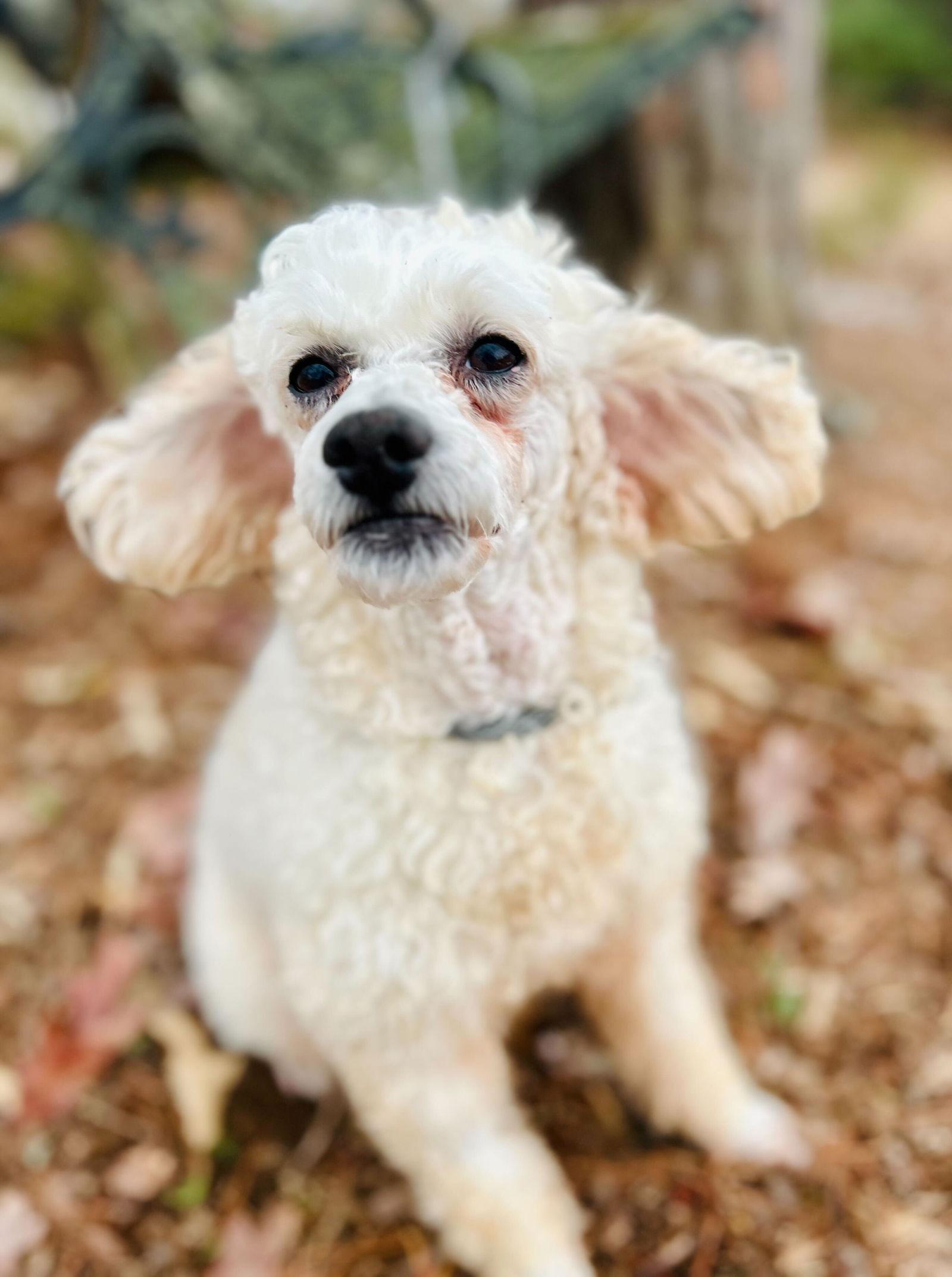 Penny Oct 25 bonded to Cindy Oct 25, Adoptable, Adult Female Poodle.