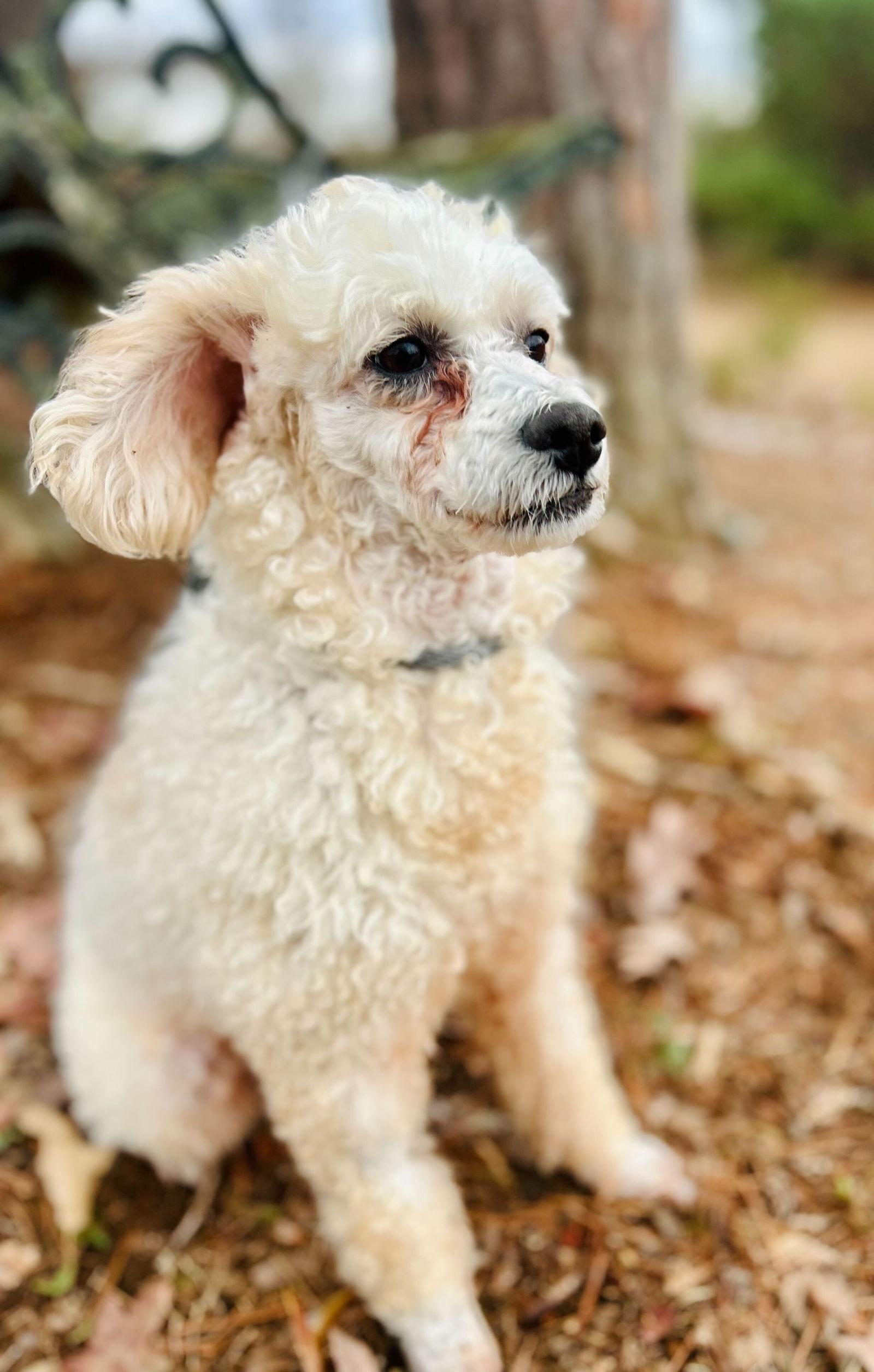 Enlarge Penny Oct 25 bonded to Cindy Oct 25, a Adoptable Poodle in Pacolet, SC image 2/3