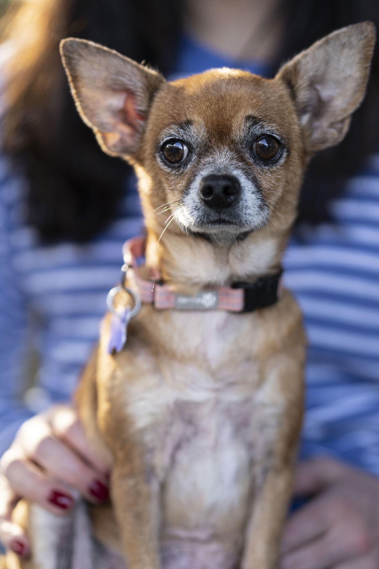 Armani, Adoptable, Senior Female Chihuahua.