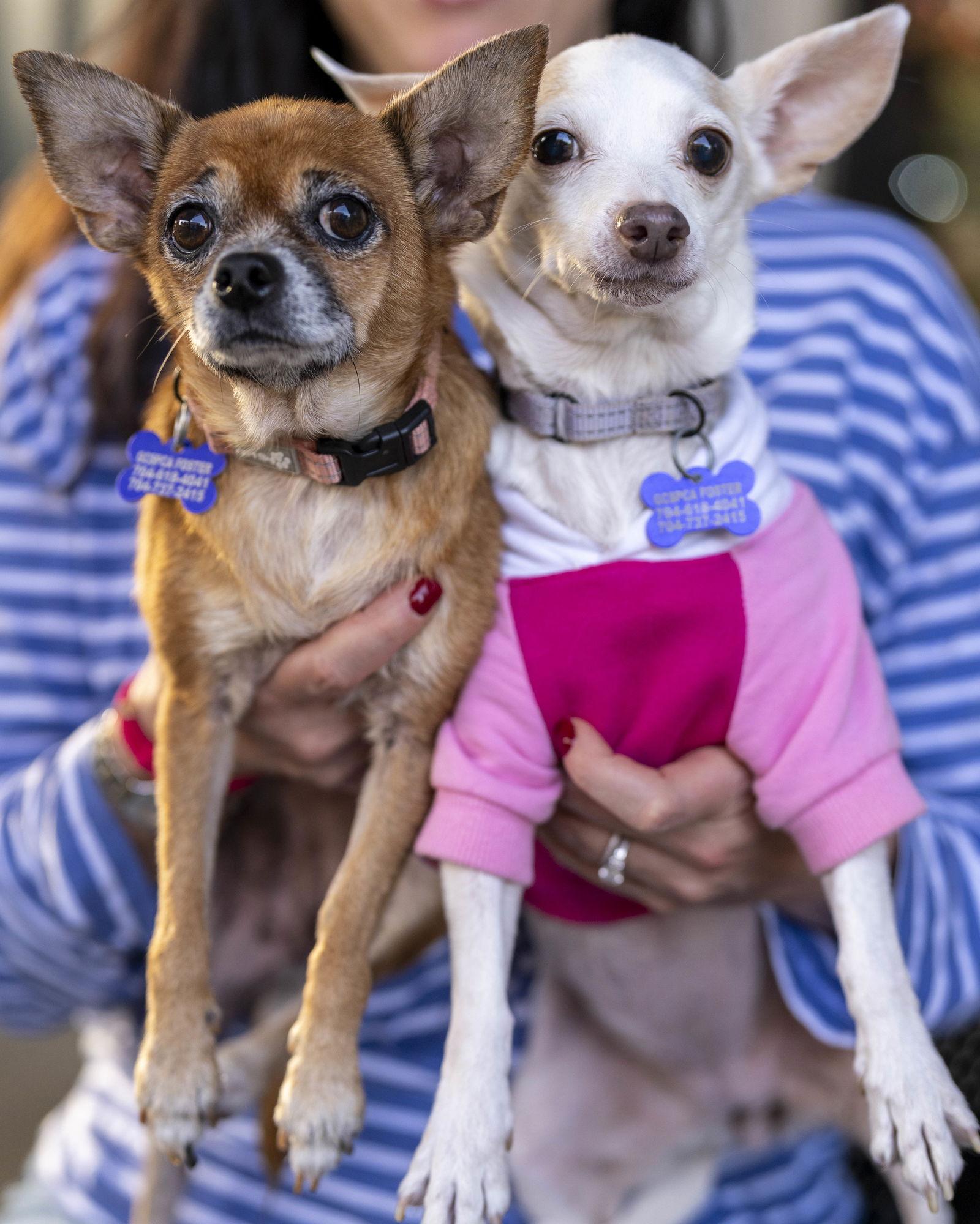 Enlarge Armani, a Adoptable Chihuahua in Charlotte, NC image 2/3