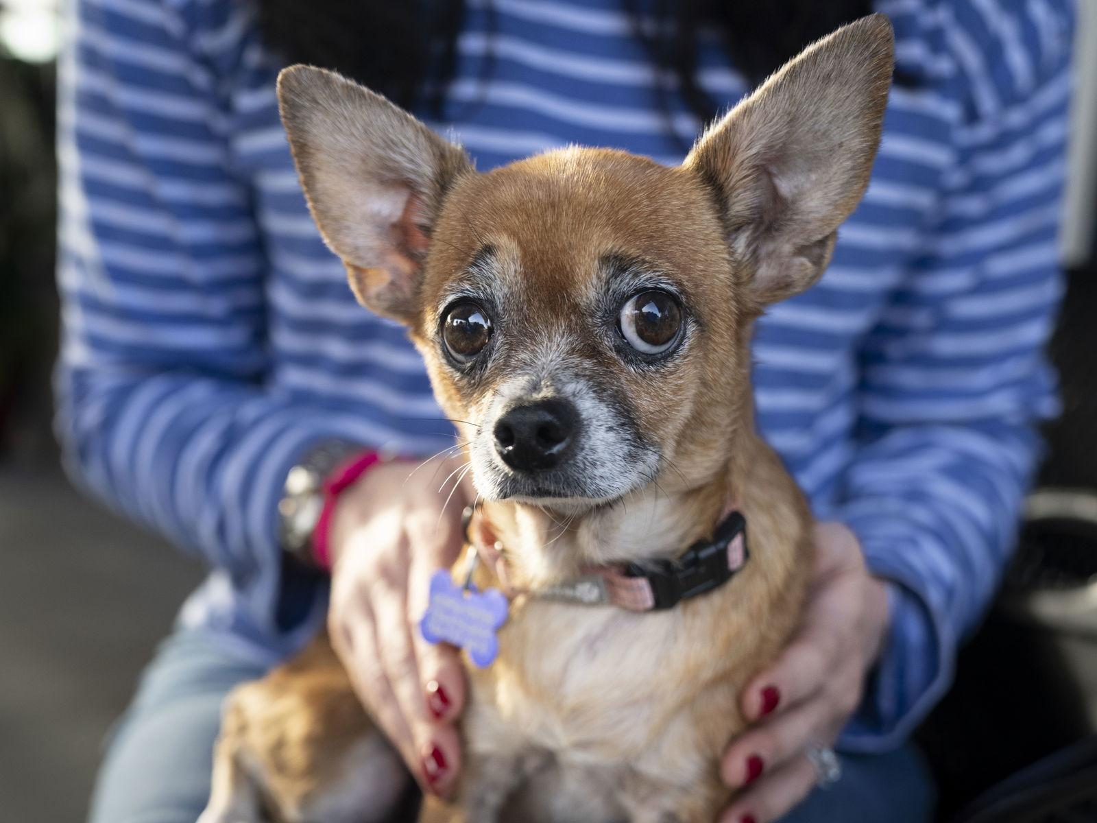 Enlarge Armani, a Adoptable Chihuahua in Charlotte, NC image 3/3