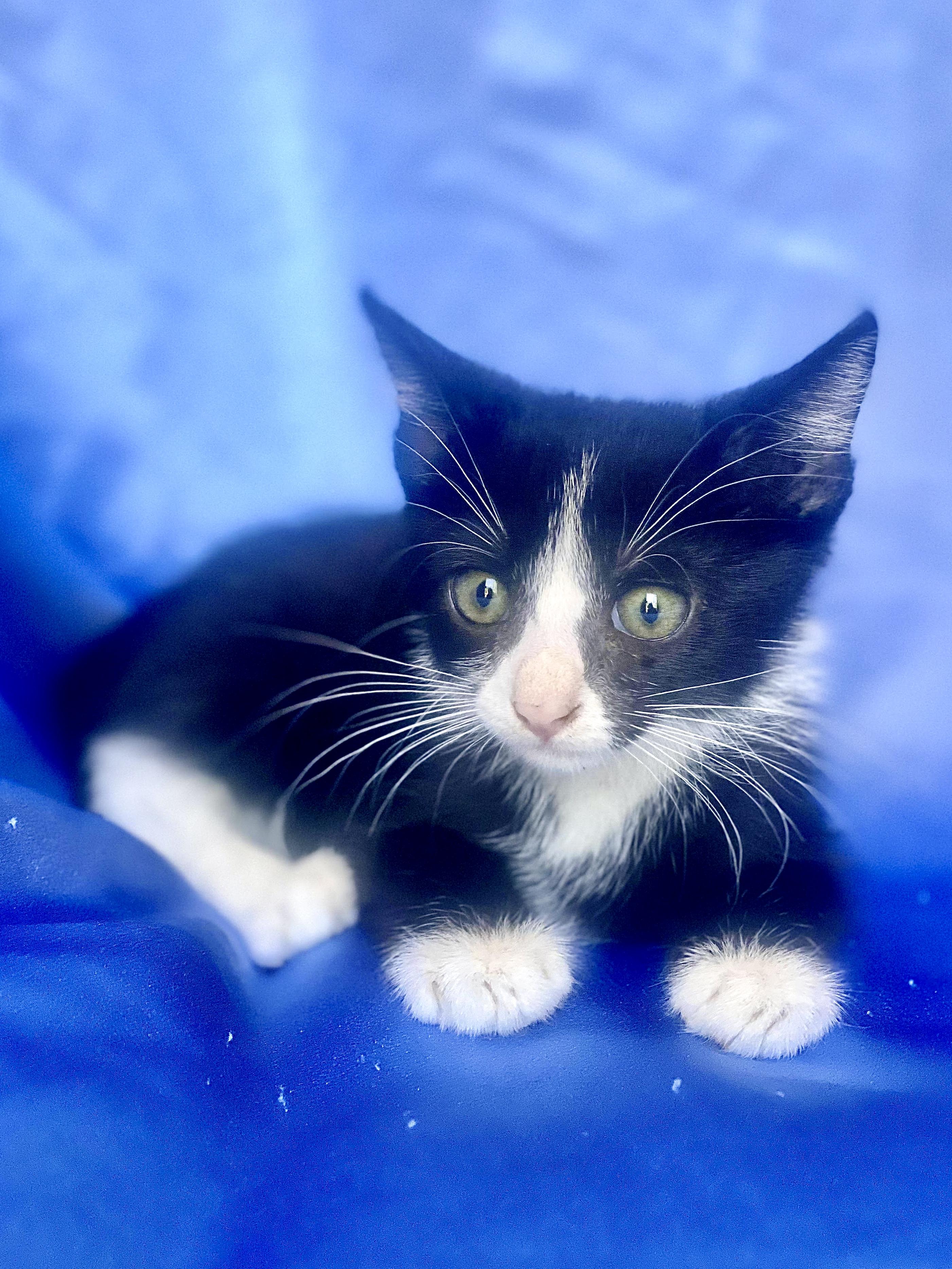 LUIGI, Adoptable, Kitten Male Domestic Short Hair.