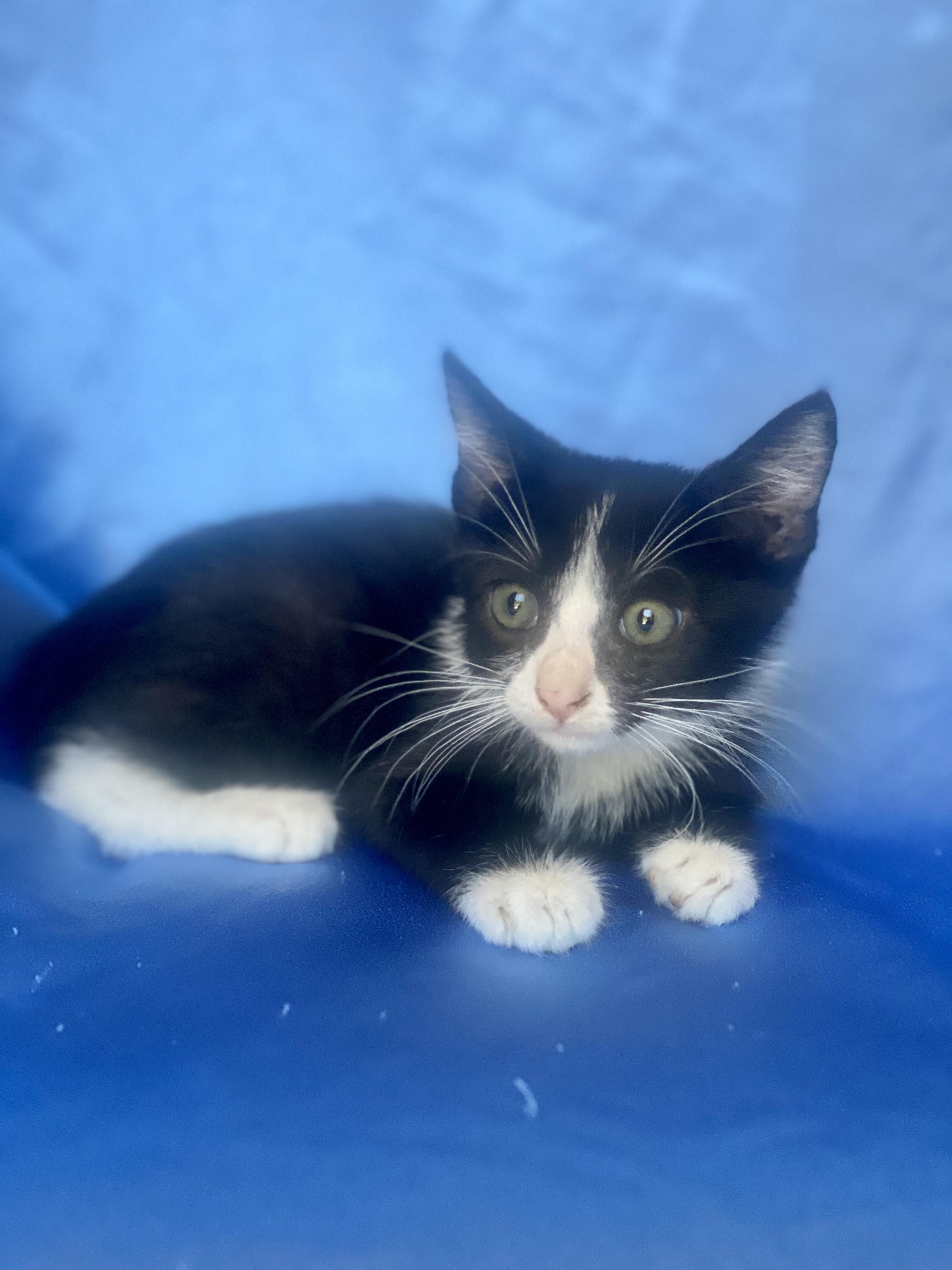 Enlarge LUIGI, a Adoptable Domestic Short Hair in Rowland Heights, CA image 3/5