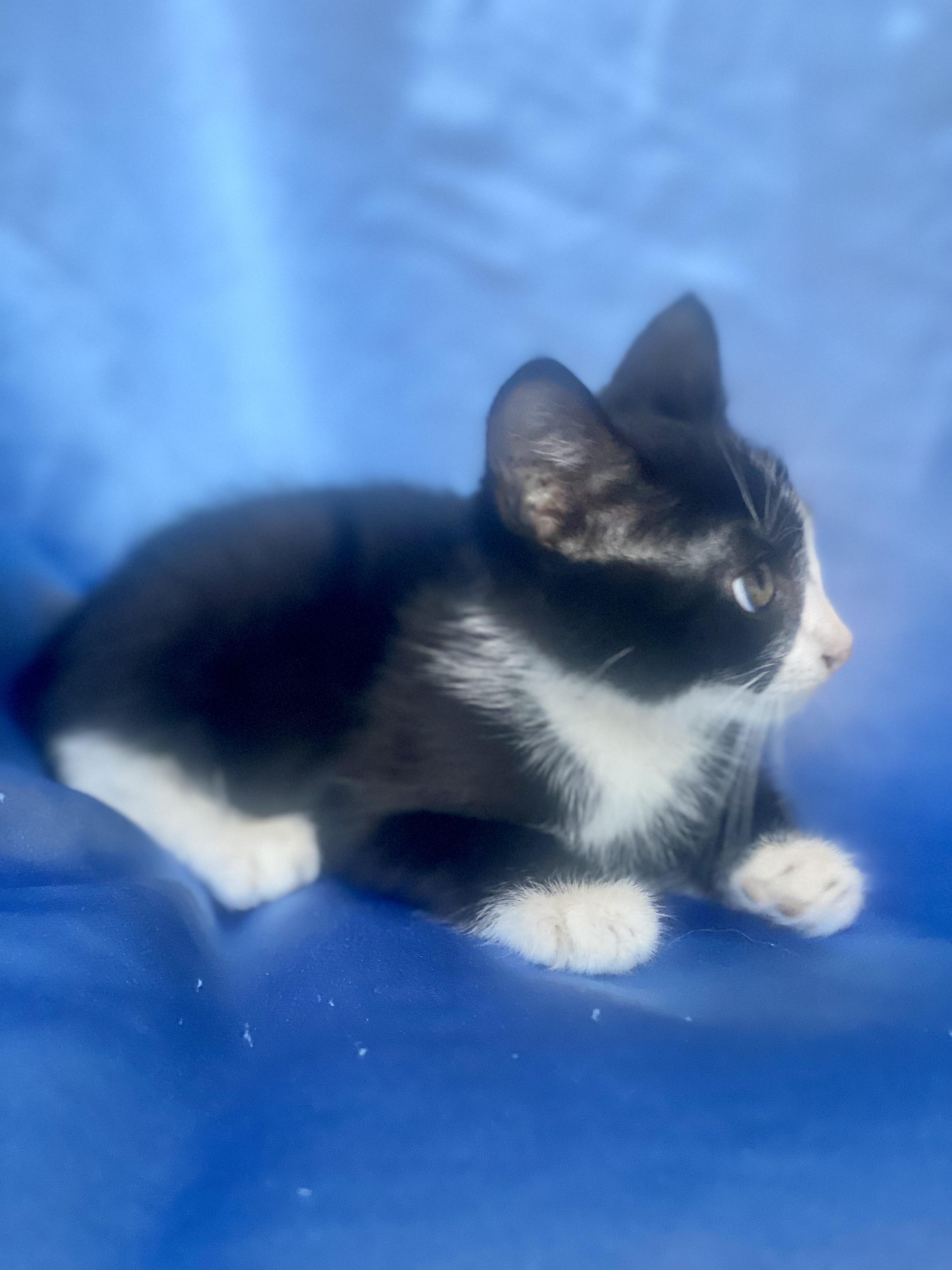 Enlarge LUIGI, a Adoptable Domestic Short Hair in Rowland Heights, CA image 4/5