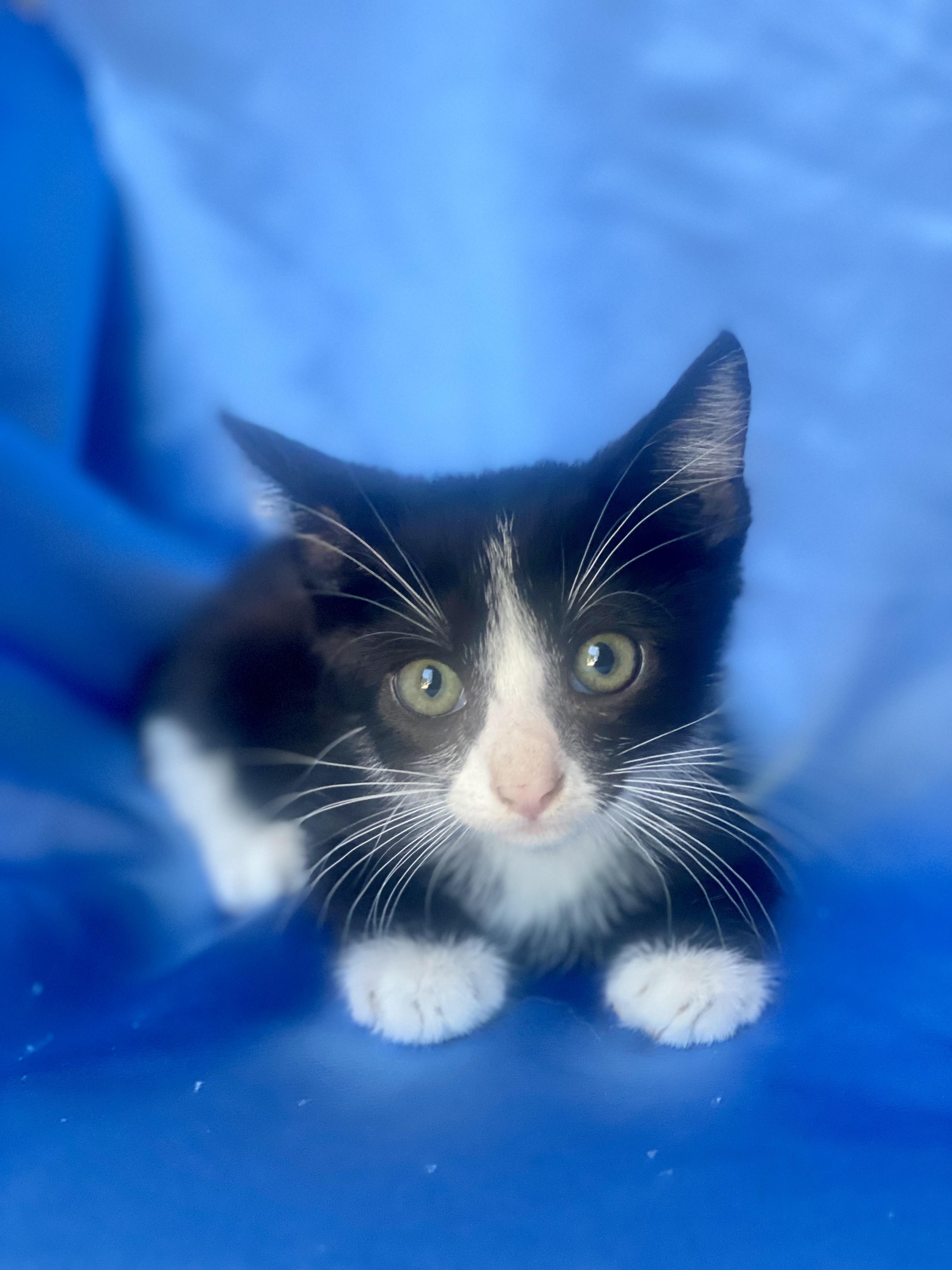 Enlarge LUIGI, a Adoptable Domestic Short Hair in Rowland Heights, CA image 2/5