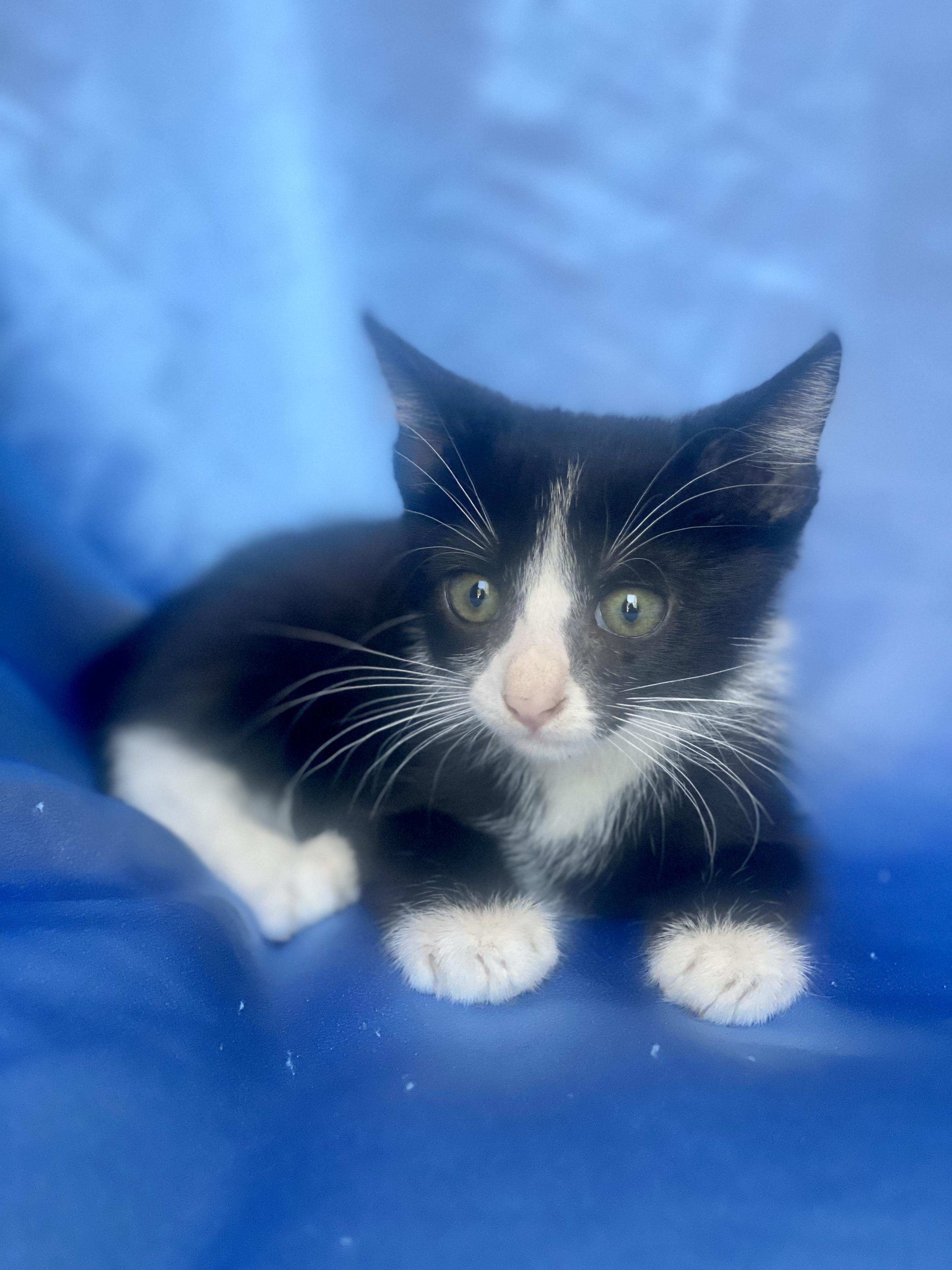 Enlarge LUIGI, a Adoptable Domestic Short Hair in Rowland Heights, CA image 5/5