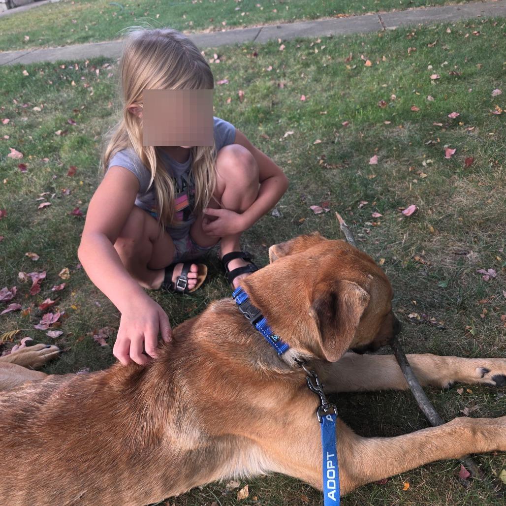 Mitosis aka Otis, Adoptable, Young Male Mastiff & Labrador Retriever.