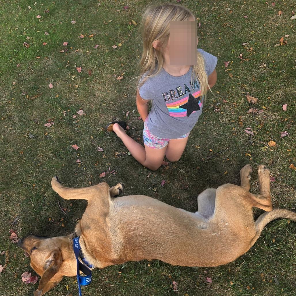 Enlarge Mitosis aka Otis, a Adoptable mixed breed in Monroe, MI image 3/6