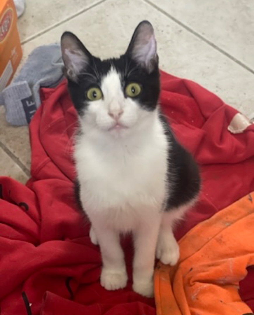 Clyde , Adoptable, Kitten Male Tuxedo.