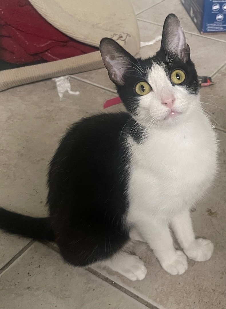 Clyde , a Adoptable Tuxedo in Bell Gardens, CA image 2/6
