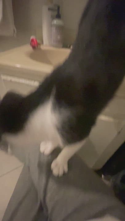 Enlarge Clyde , a Adoptable Tuxedo in Bell Gardens, CA video 5/6