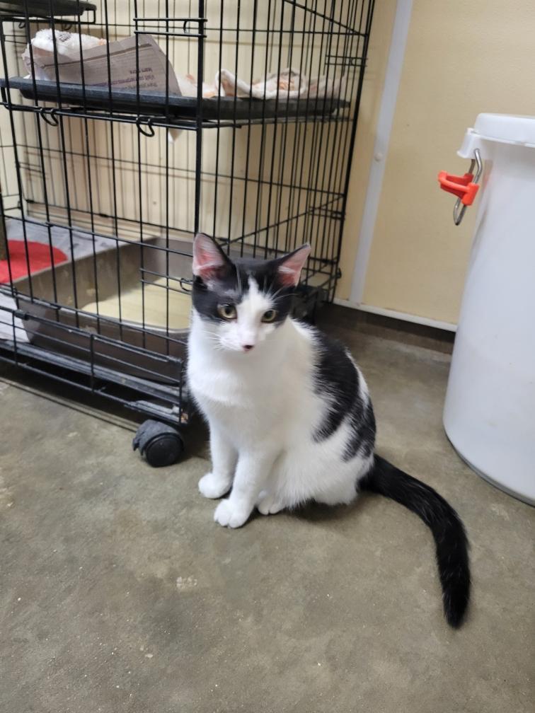 Enlarge Oreo, a ADOPTABLE mixed breed in Petersburg, IN image 1/1