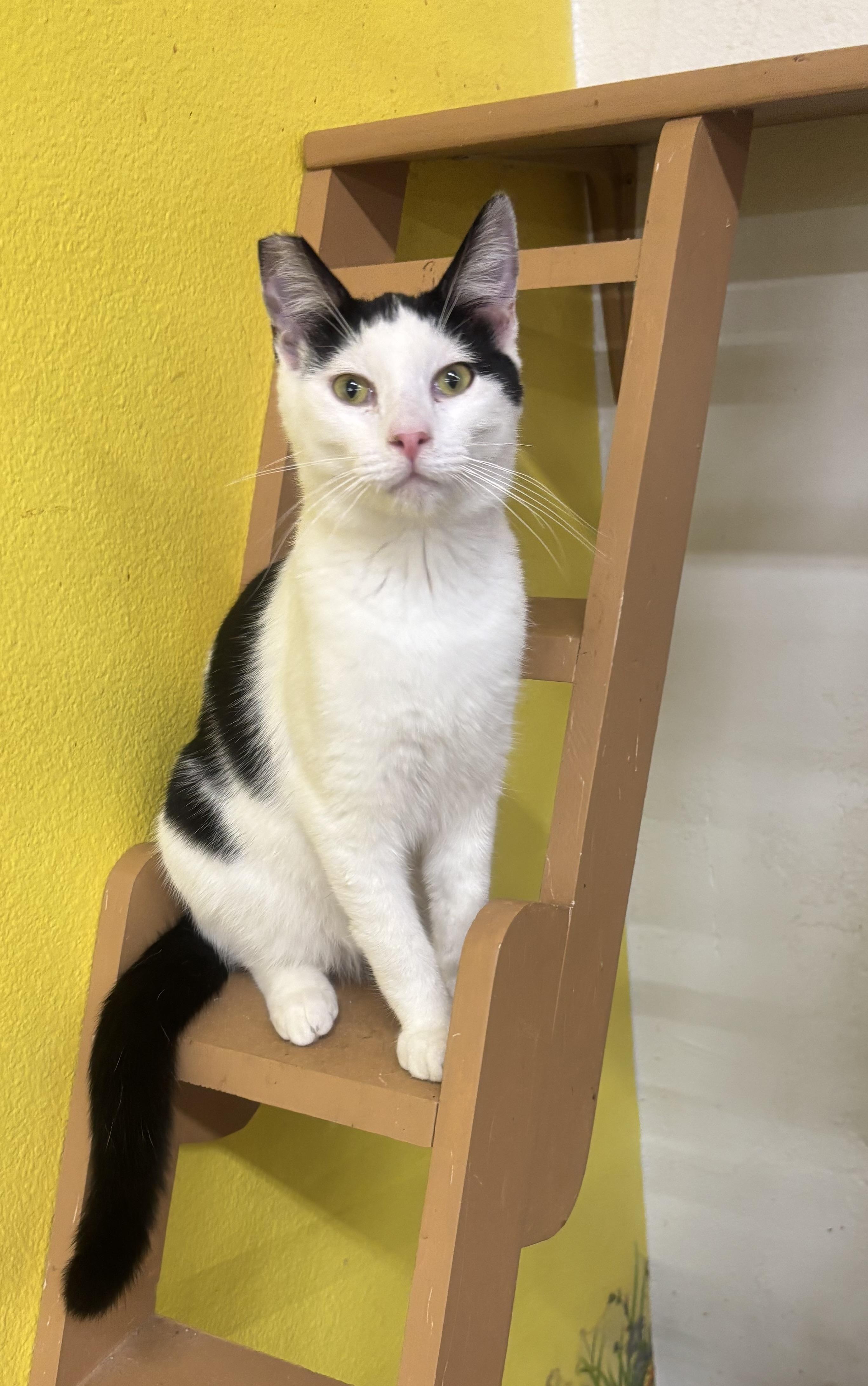 Enlarge Spaghetti, a Adoptable Domestic Short Hair in Whittier, CA image 3/6