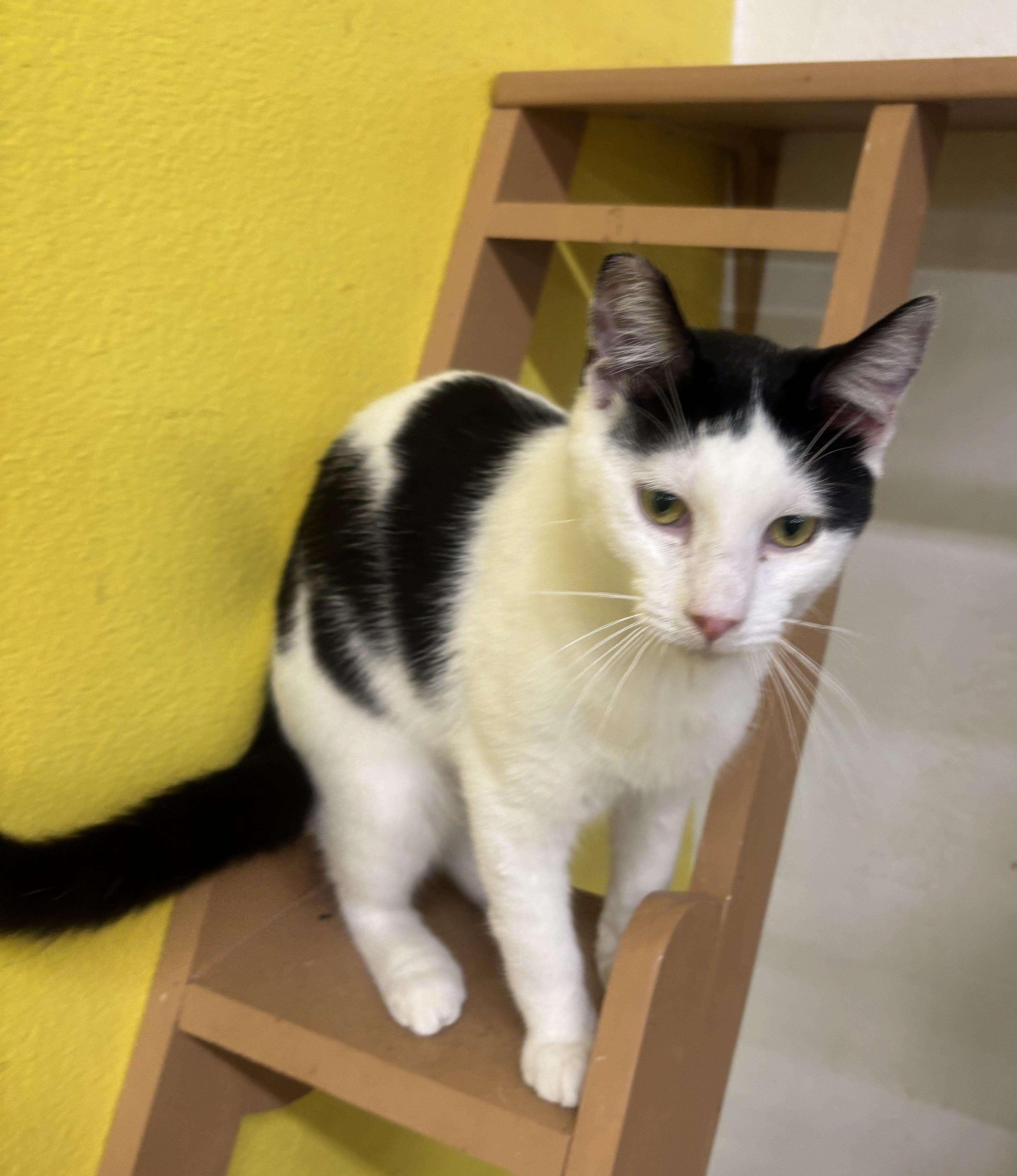 Enlarge Spaghetti, a Adoptable Domestic Short Hair in Whittier, CA image 4/6