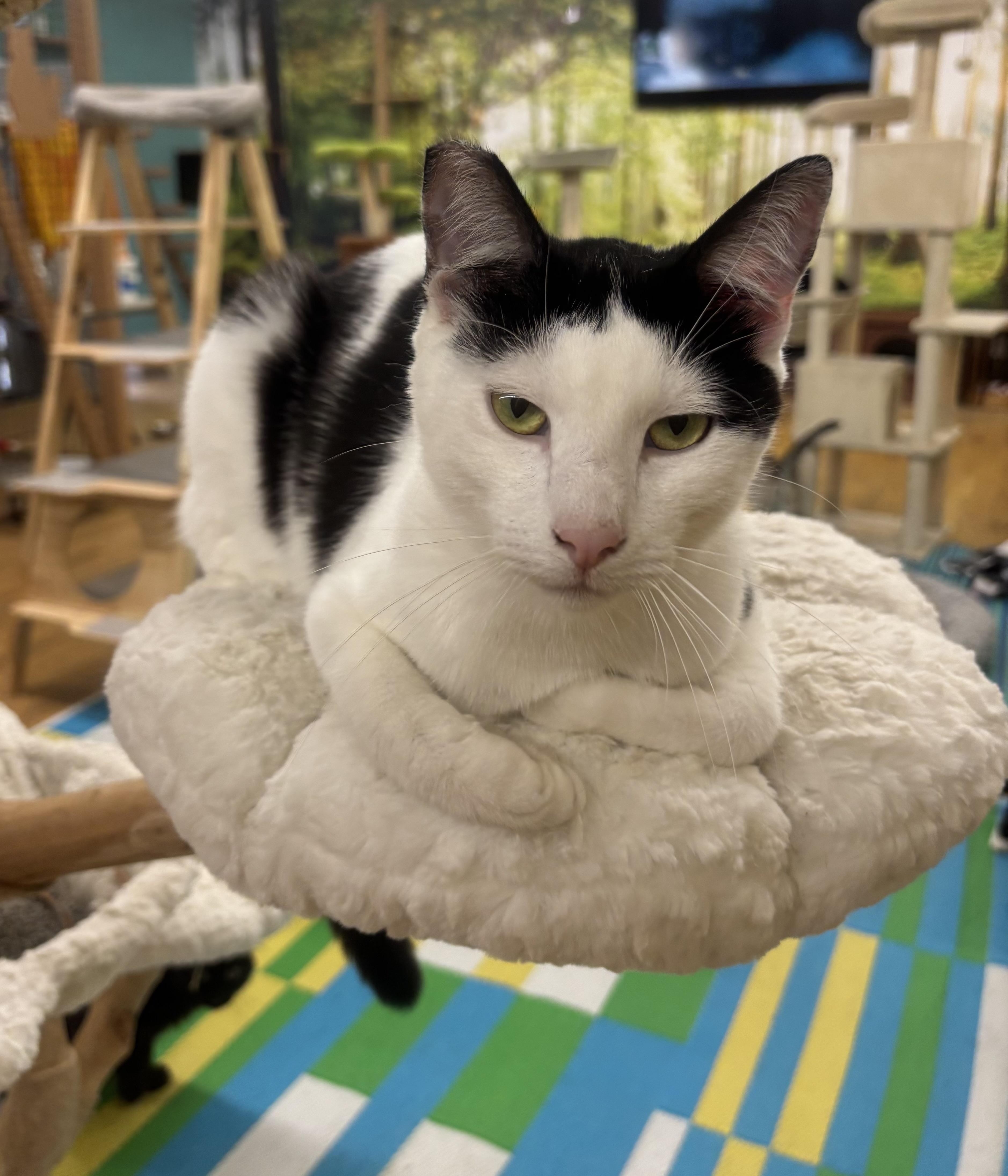Enlarge Spaghetti, a Adoptable Domestic Short Hair in Whittier, CA image 5/6