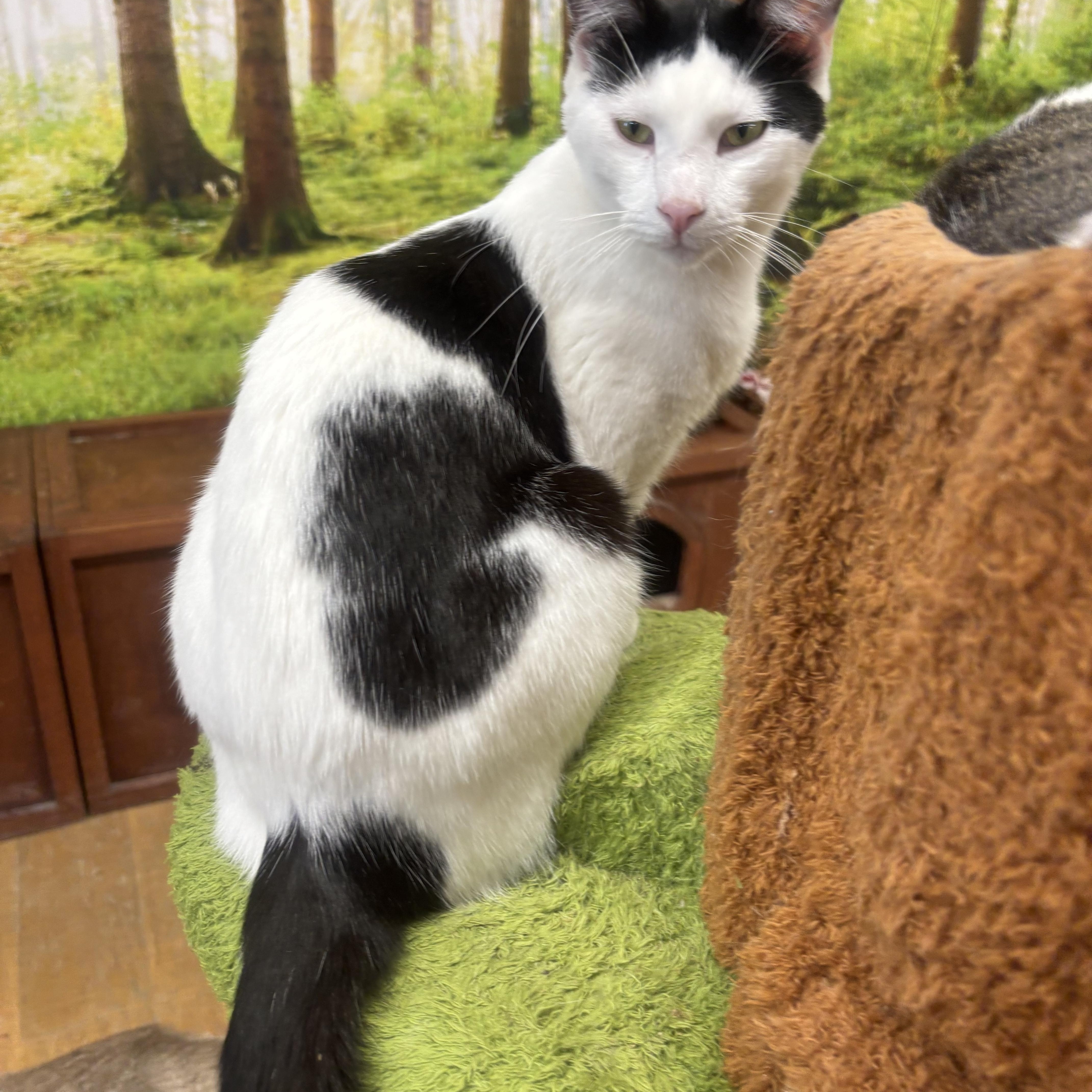 Enlarge Spaghetti, a Adoptable Domestic Short Hair in Whittier, CA image 2/6
