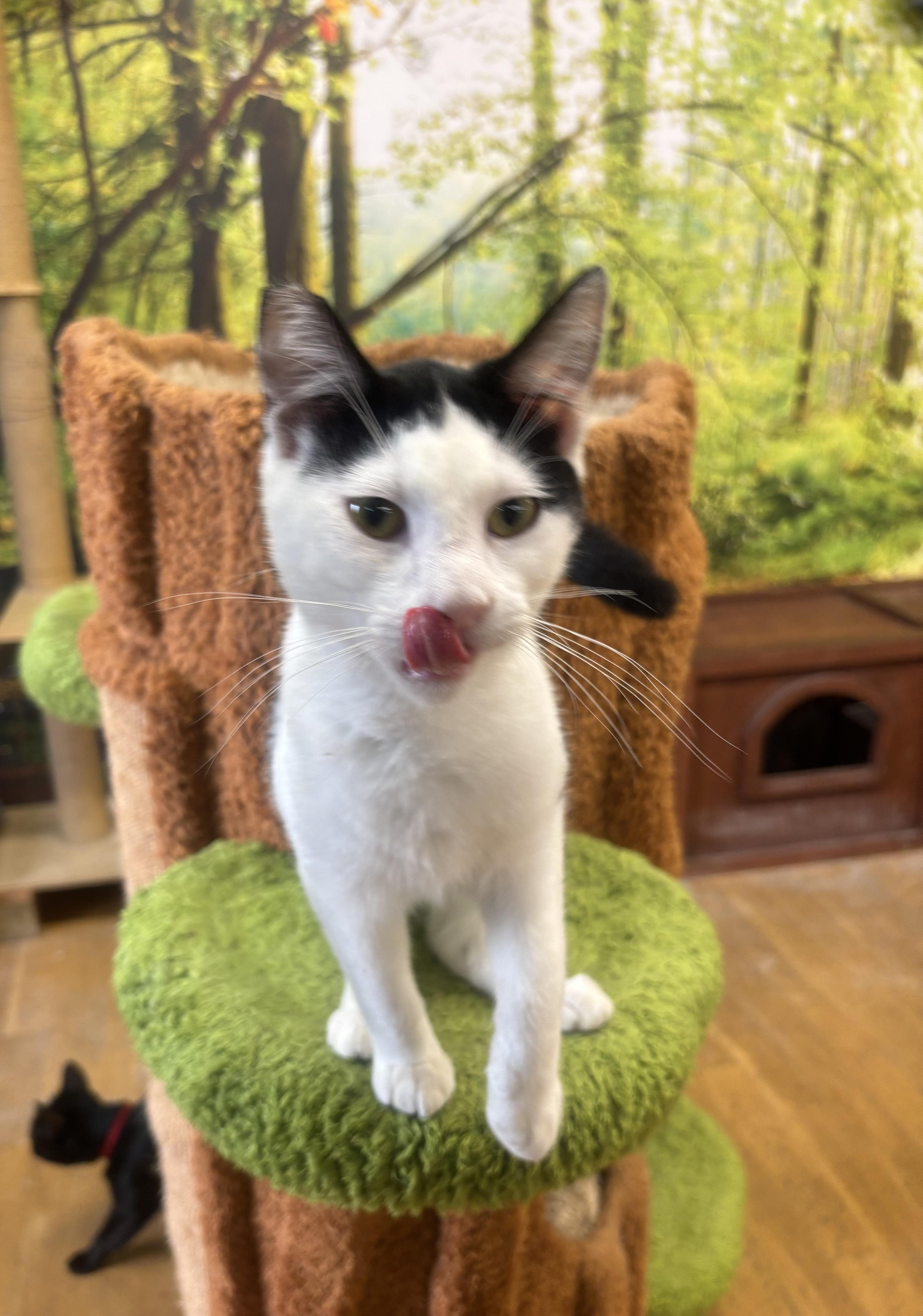 Spaghetti, Adoptable, Young Male Domestic Short Hair.