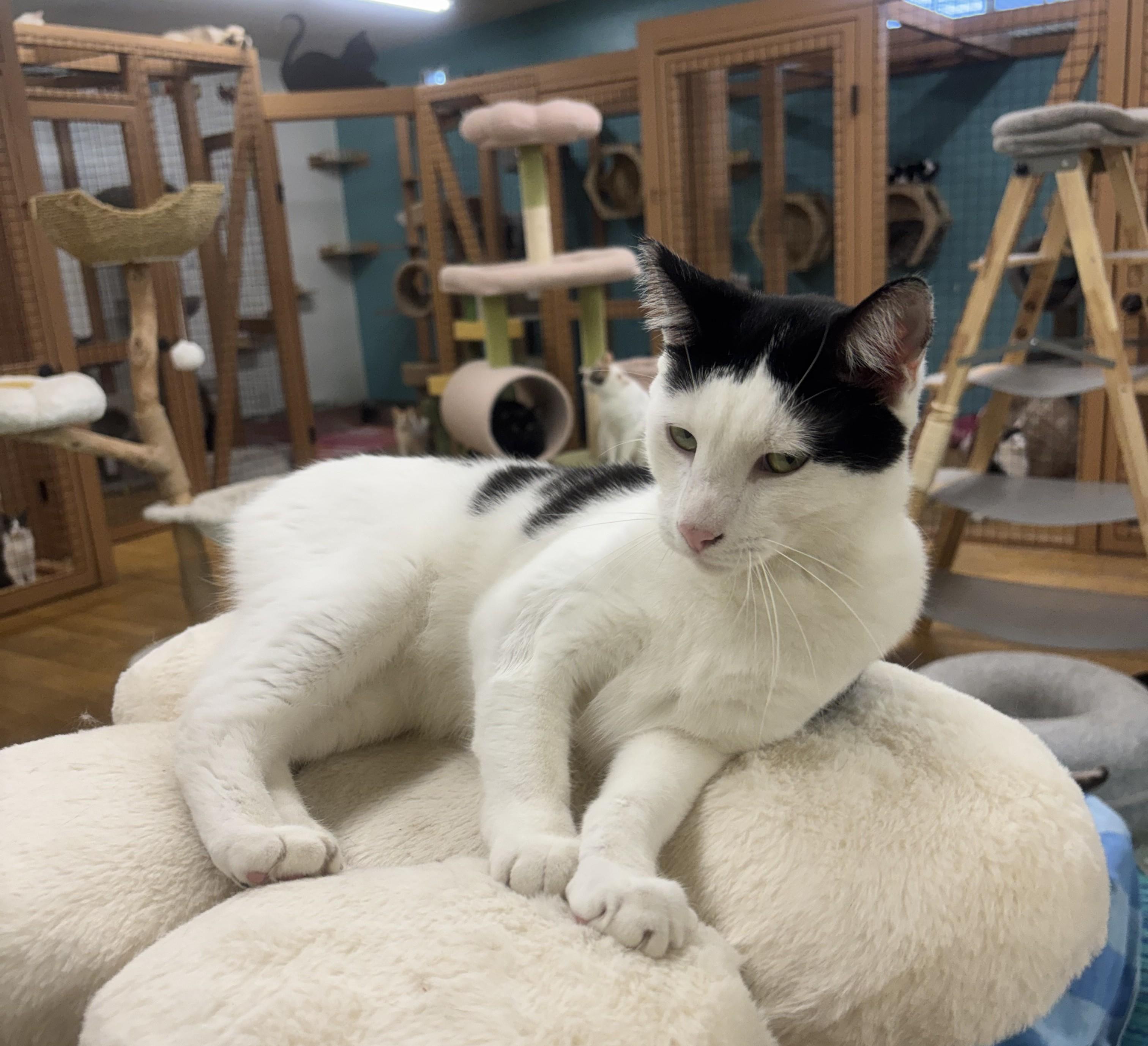 Enlarge Spaghetti, a Adoptable Domestic Short Hair in Whittier, CA image 6/6