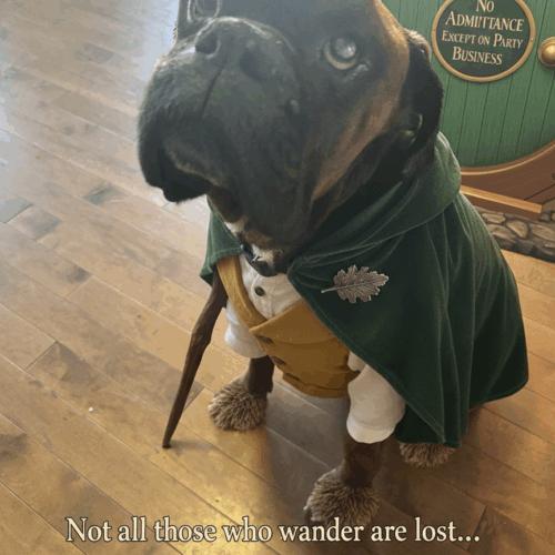 Enlarge Cooper, a Adoptable mixed breed in Vienna, ON image 2/5