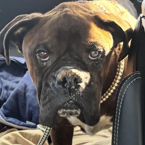 Enlarge Cooper, a Adoptable mixed breed in Vienna, ON image 3/5