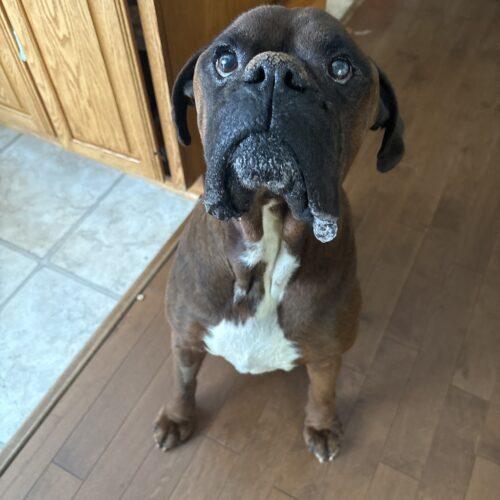 Enlarge Cooper, a Adoptable mixed breed in Vienna, ON image 4/5