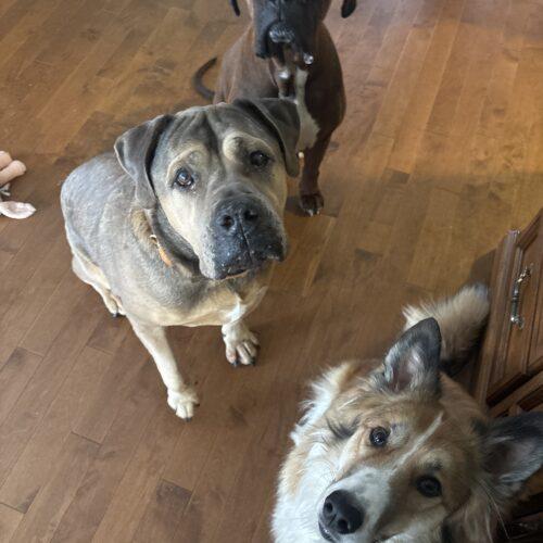 Enlarge Cooper, a Adoptable mixed breed in Vienna, ON image 5/5